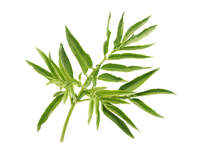 Cleavers Aerial Parts