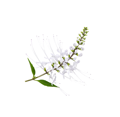 Stillingia Root