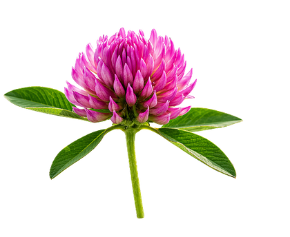 Red Clover Blossom